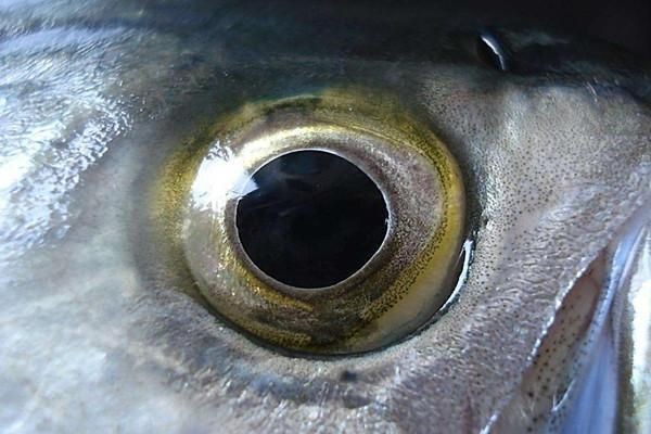 紅龍魚眼和眼睛的區(qū)別圖