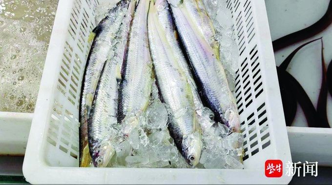 海刀魚貴不 海刀魚貴不 龍魚論壇 第4張