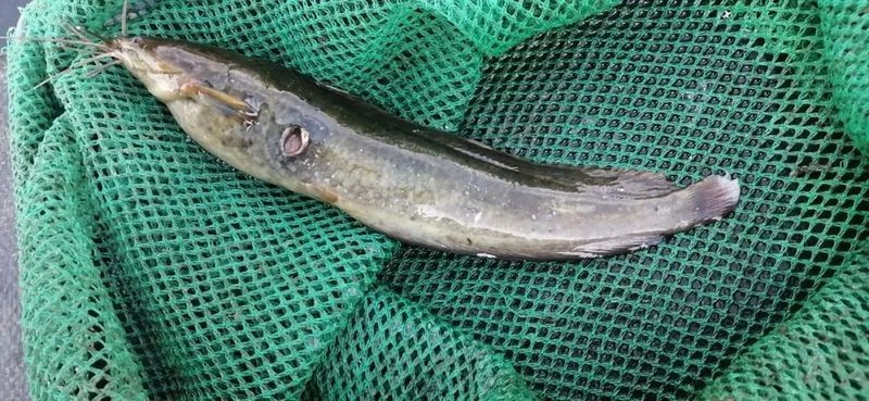 四大家魚爛身的原因