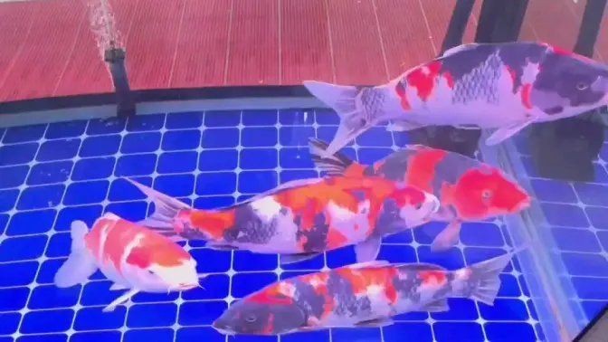 吉印水族三個姓