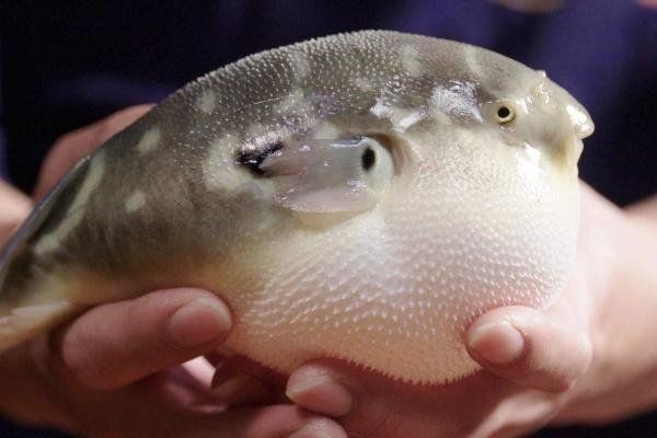 河豚和狗頭是不是一種魚