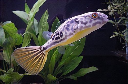 河豚和狗頭是不是一種魚