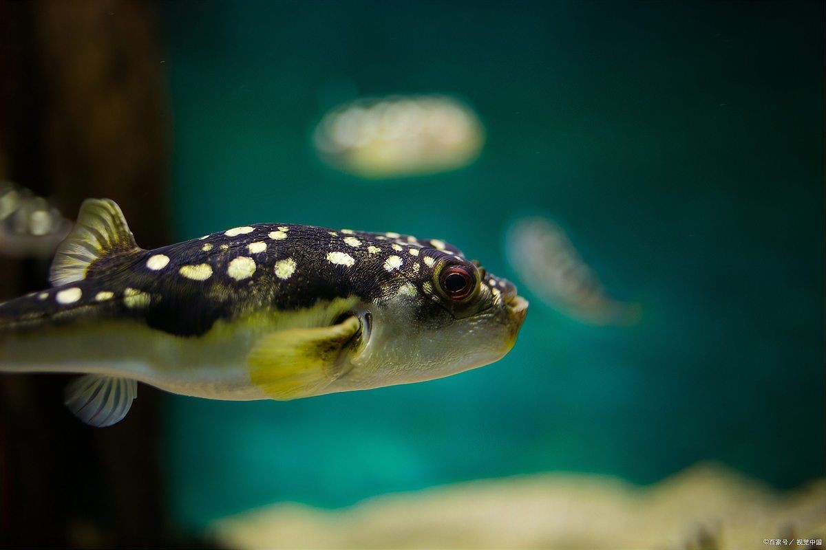 河豚和狗頭是不是一種魚