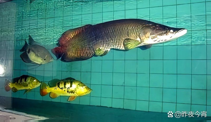 家里養巨骨舌魚吉利嗎