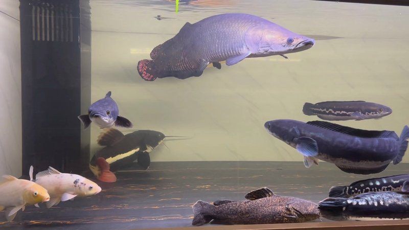 家里養巨骨舌魚吉利嗎