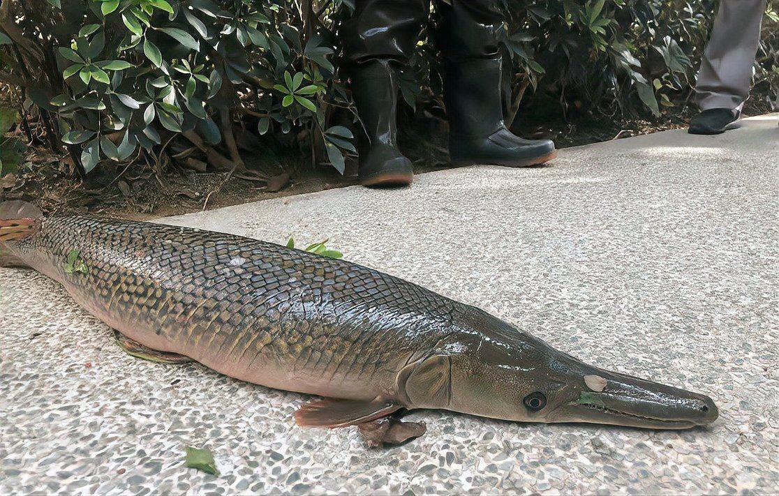 家里養鱷雀鱔吉利嗎