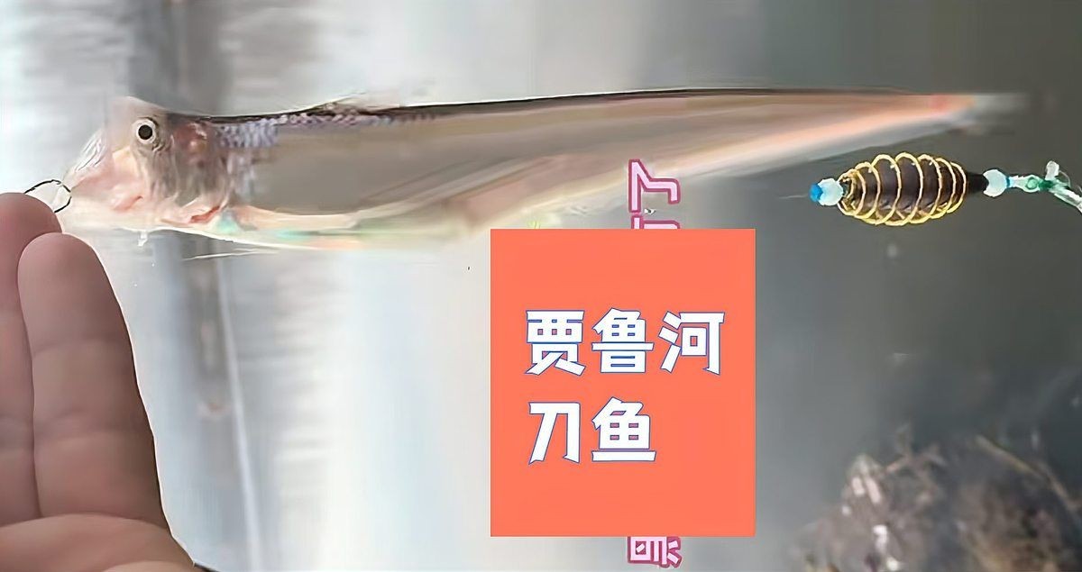 河刀魚是河魚還是海魚
