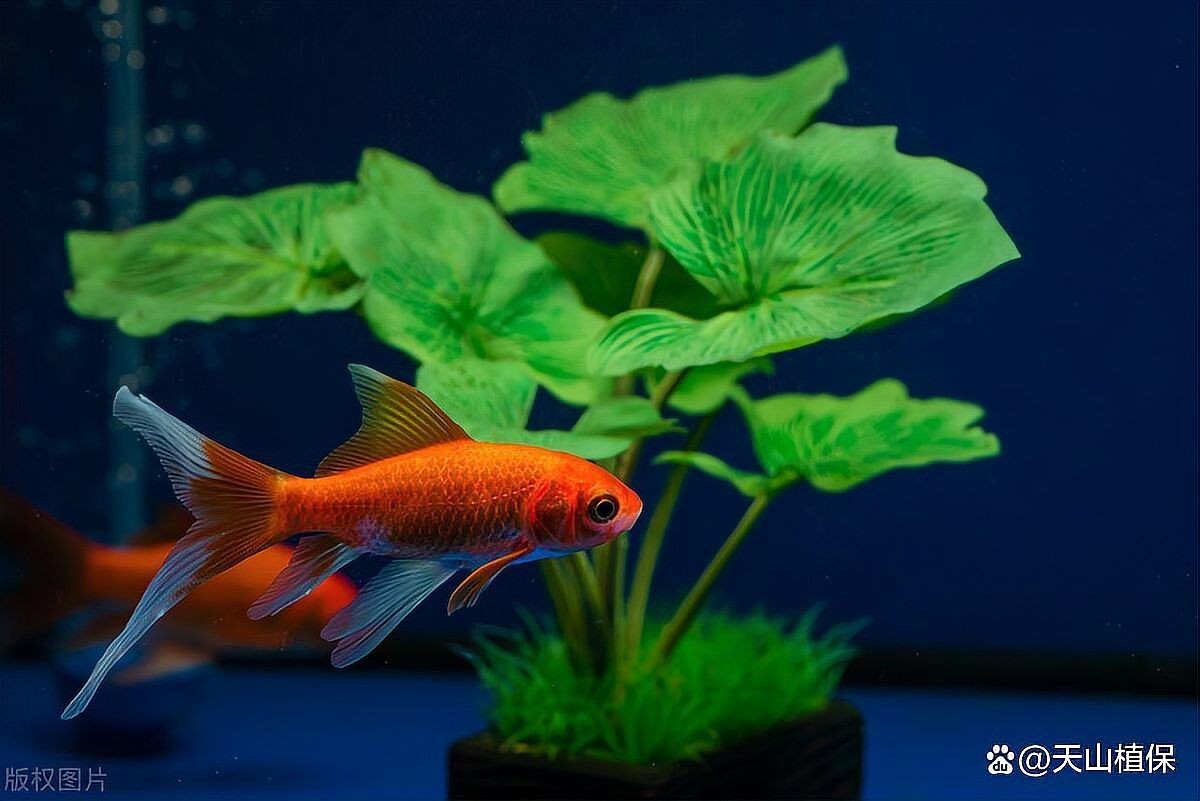 十大最耐養(yǎng)懶人魚