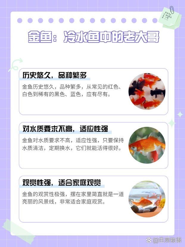 十大最耐養(yǎng)懶人魚