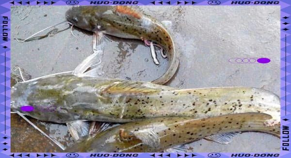 劍魚為什么沒人吃