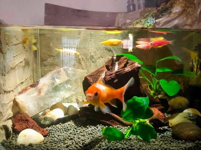 各種魚(yú)缸圖片