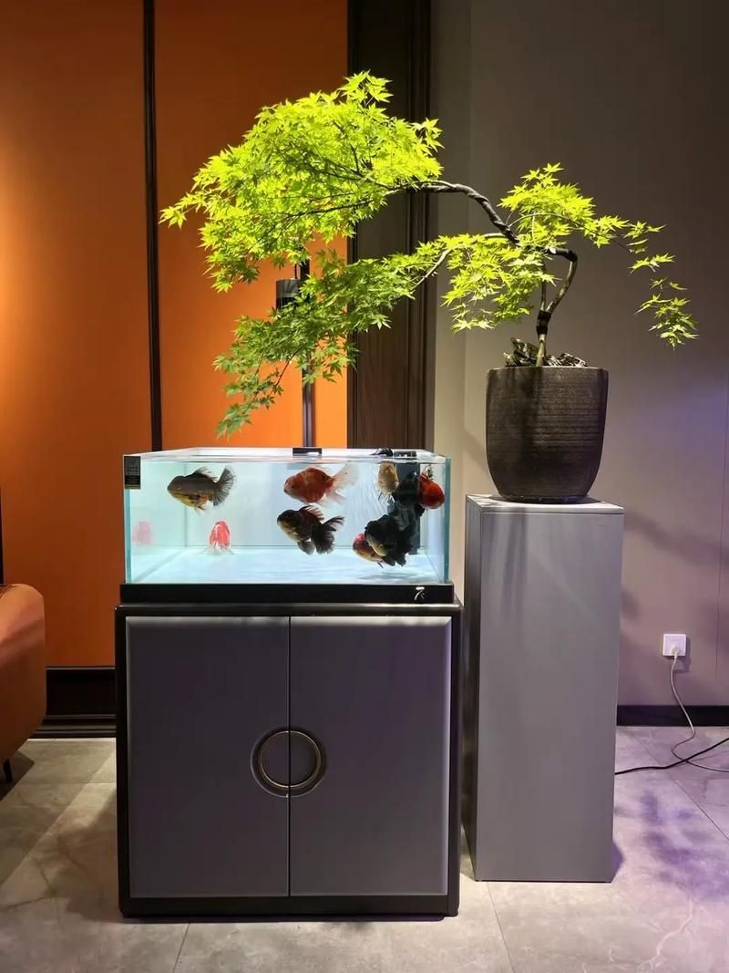 各種魚(yú)缸圖片