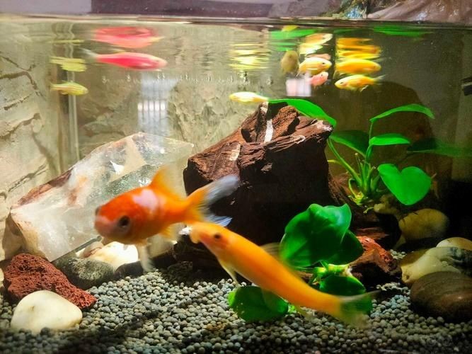 各種魚(yú)缸圖片