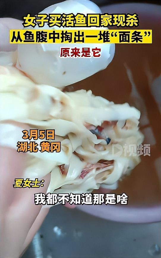 小魚肚子里有白色扁蟲子