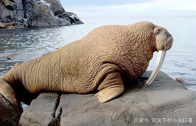海象圖片大全