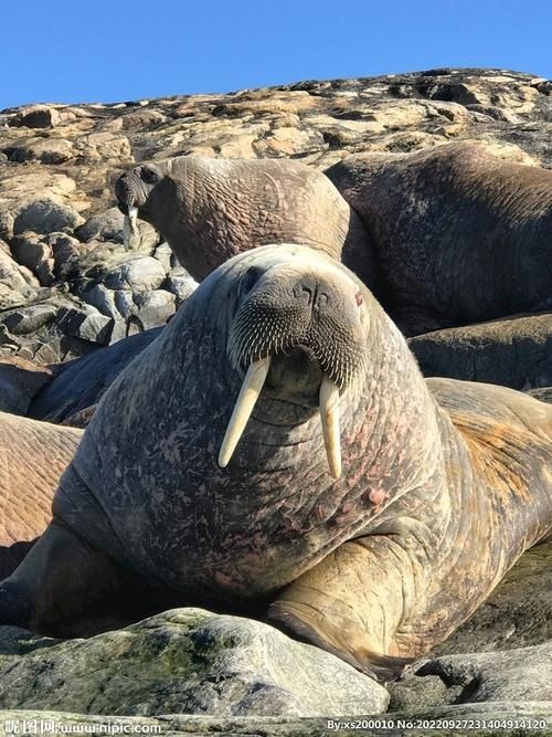 海象圖片大全