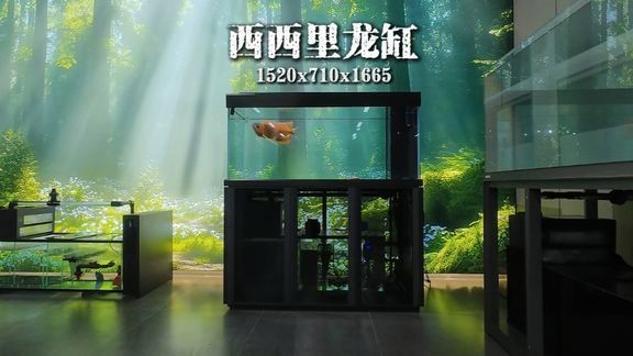 久鼎水族魚缸別墅 龍魚百科 第8張 久鼎水族魚缸別墅 久鼎水族魚缸別墅 龍魚百科 第8張