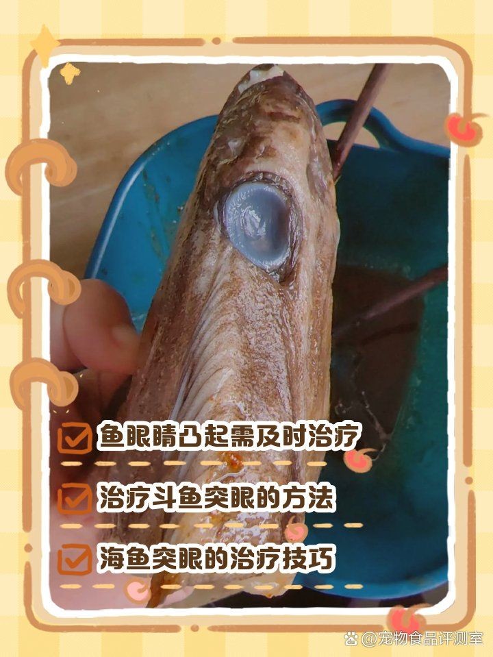 紅龍魚突眼最簡單三個步驟