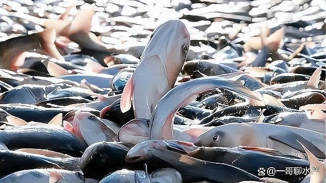 治療魚(yú)爛鰓的最佳方法