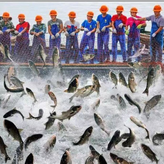 治療魚(yú)爛鰓的最佳方法