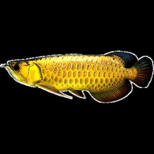 紅龍魚小魚苗圖片