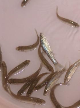 紅龍魚小魚苗圖片
