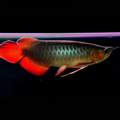 紅龍魚小魚苗圖片