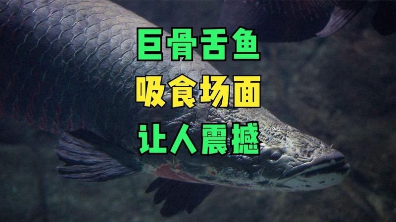 巨骨舌魚帥氣進食暴血