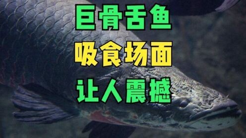 巨骨舌魚帥氣進食暴血