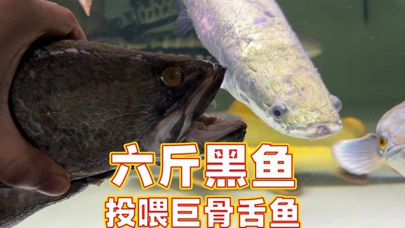巨骨舌魚帥氣進食暴血
