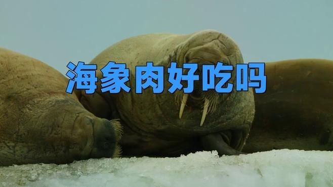 海象肉為何要盡量少吃
