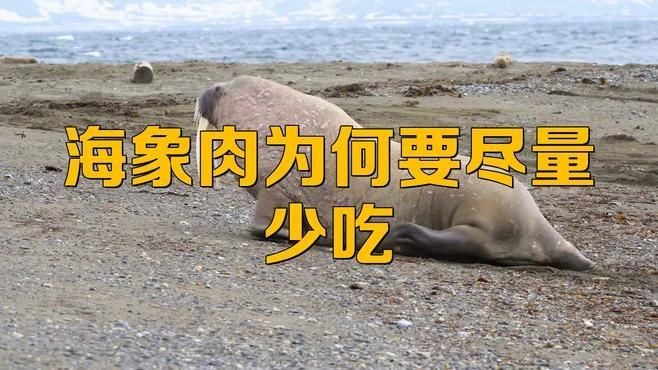 海象肉為何要盡量少吃