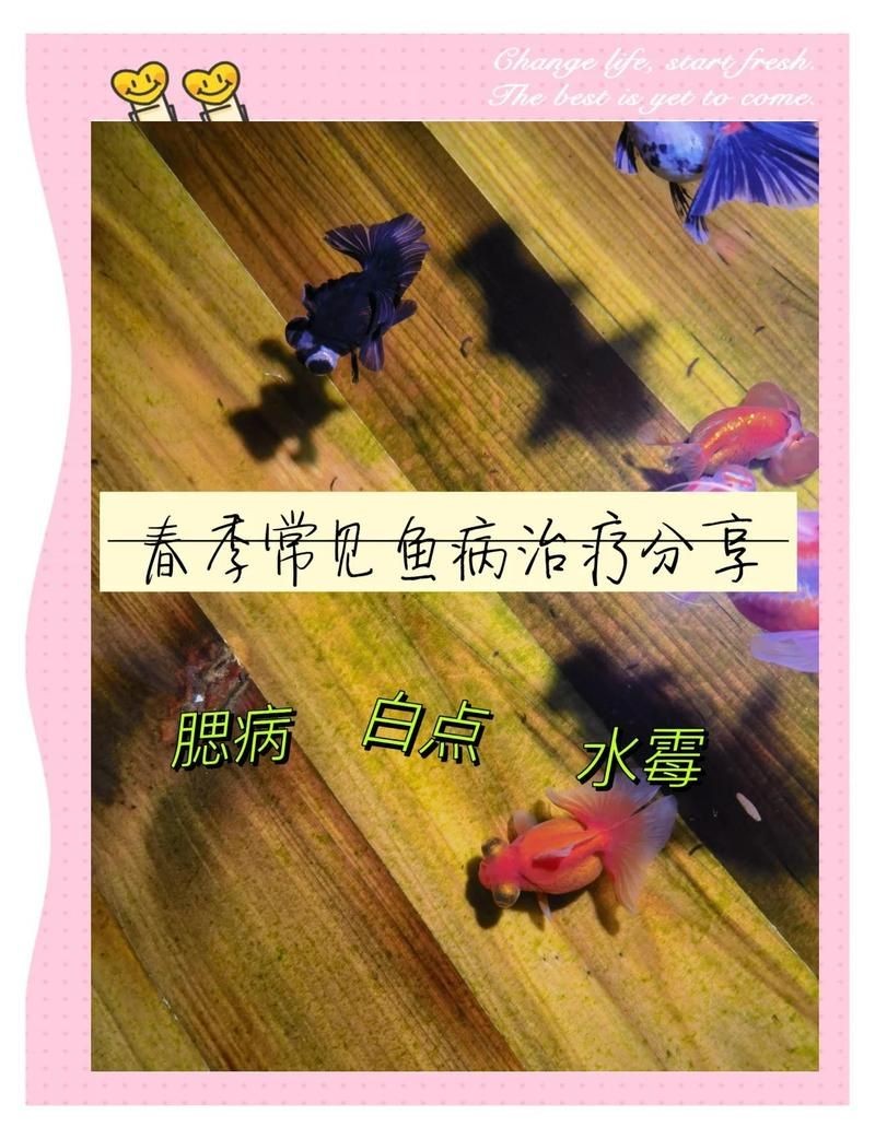 菌腮和蟲鰓圖片區別