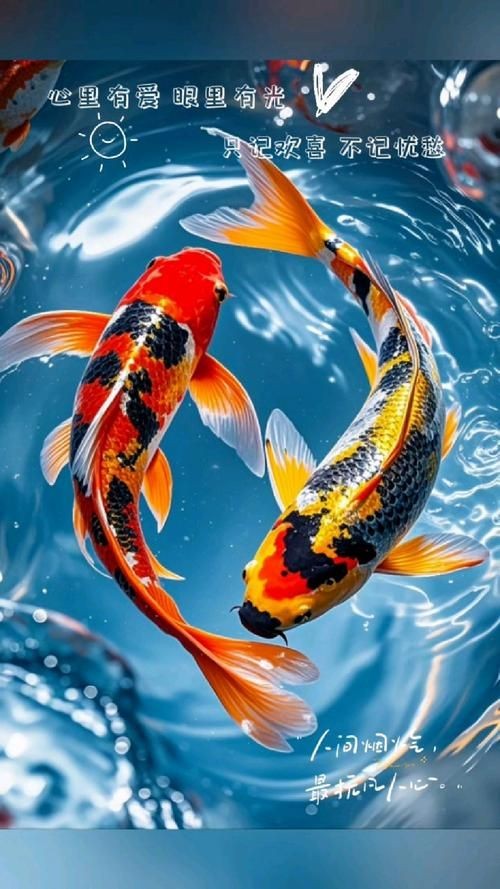 好運錦鯉圖片 好運錦鯉圖片 全國水族館企業名錄 第23張