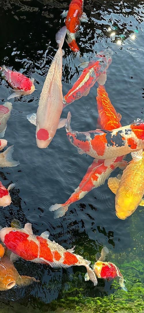 好運錦鯉圖片 好運錦鯉圖片 全國水族館企業名錄 第26張