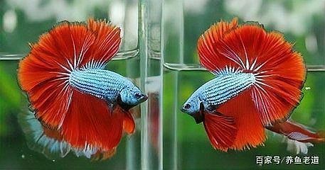 觀賞魚受傷了能自愈嗎 觀賞魚受傷了能自愈嗎 龍魚百科 第2張