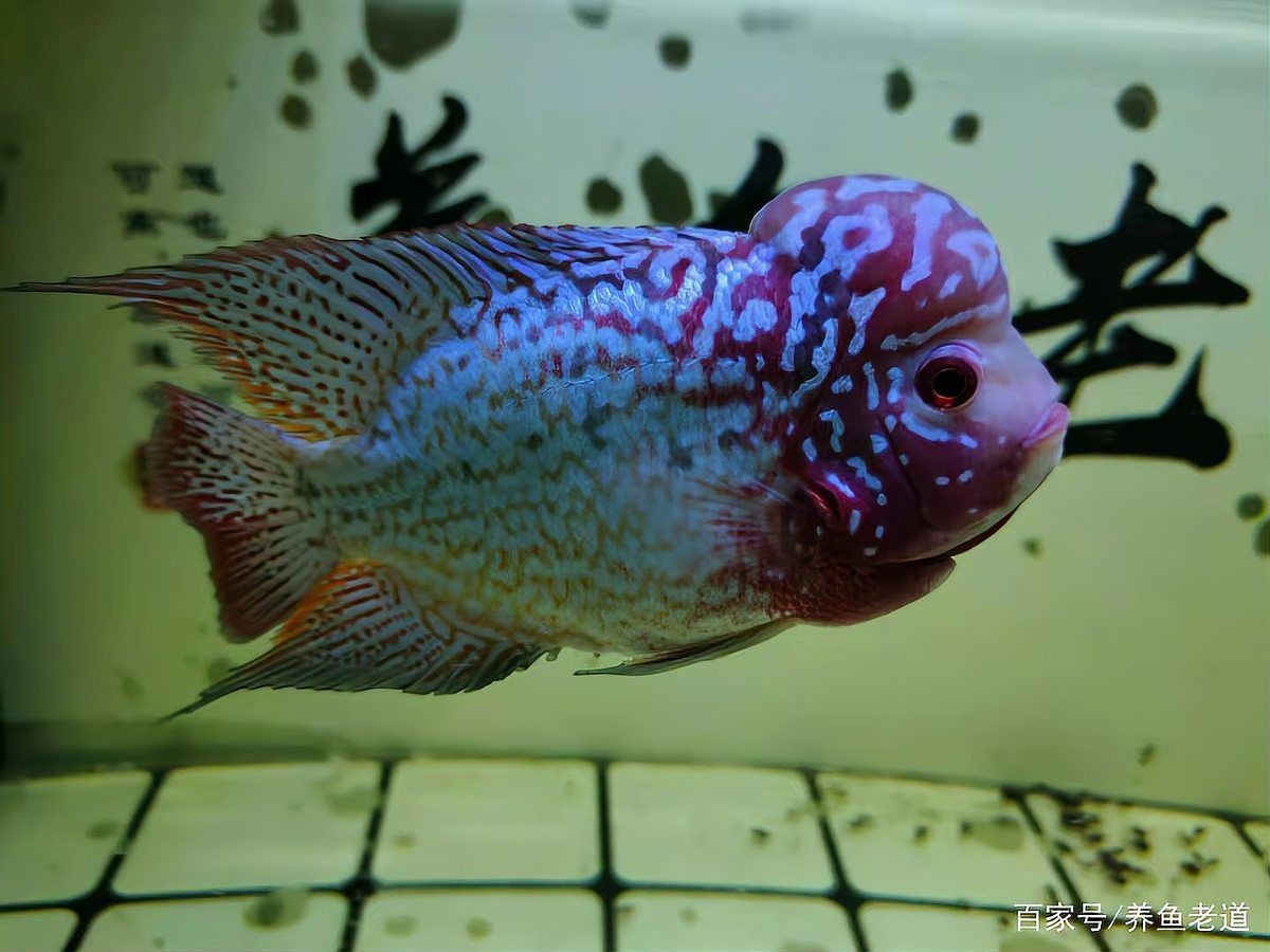 觀賞魚受傷了能自愈嗎 觀賞魚受傷了能自愈嗎 龍魚百科 第14張