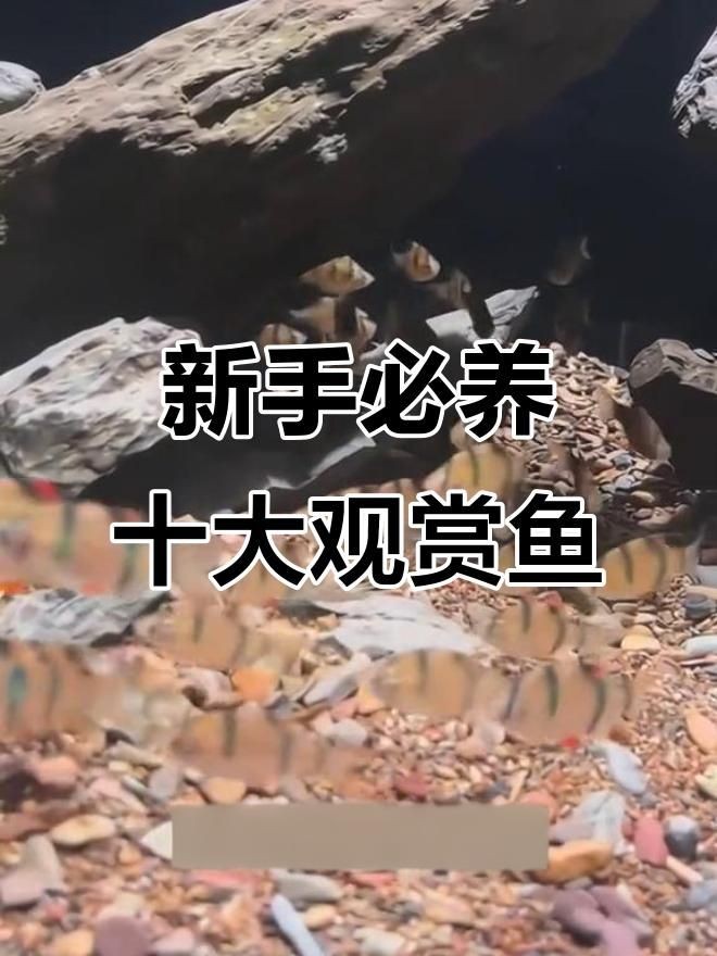 十大最好養小型冷水觀賞魚 十大最好養小型冷水觀賞魚 龍魚百科 第3張
