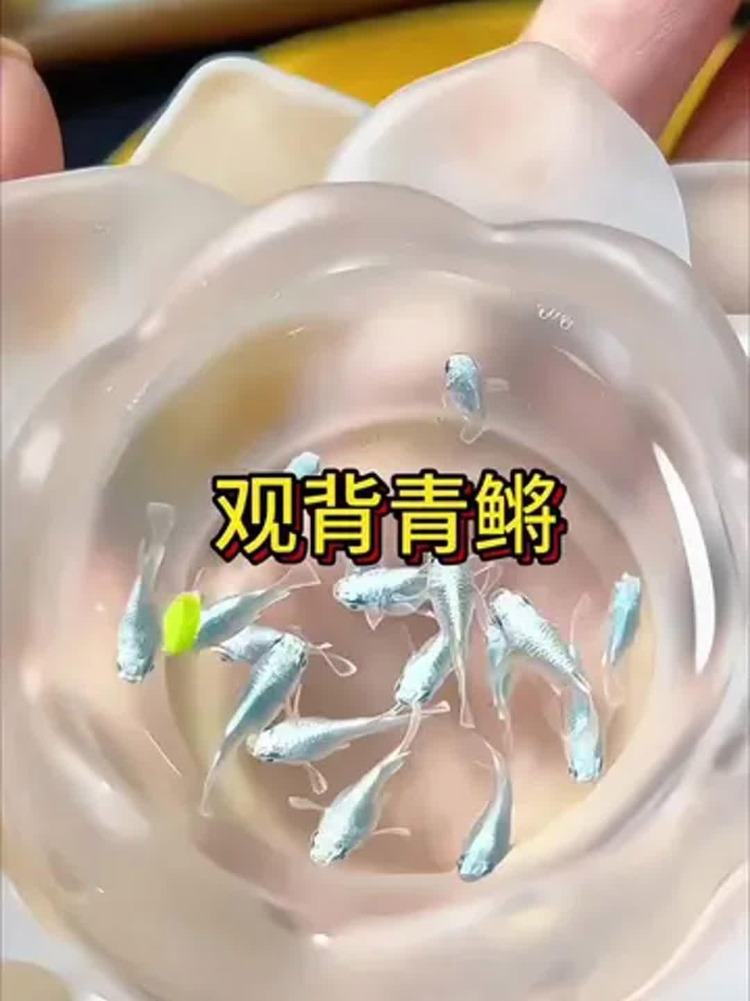 十大最好養小型冷水觀賞魚 十大最好養小型冷水觀賞魚 龍魚百科 第7張