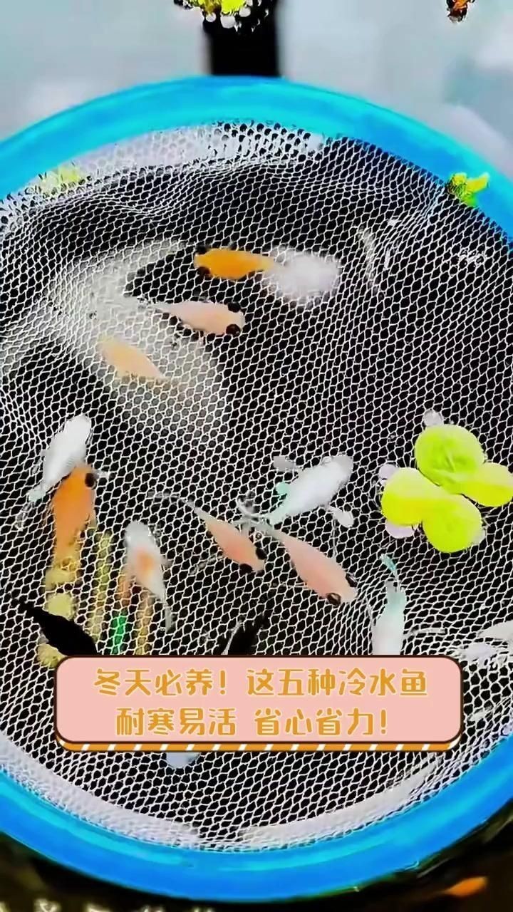 十大最好養小型冷水觀賞魚 十大最好養小型冷水觀賞魚 龍魚百科 第9張