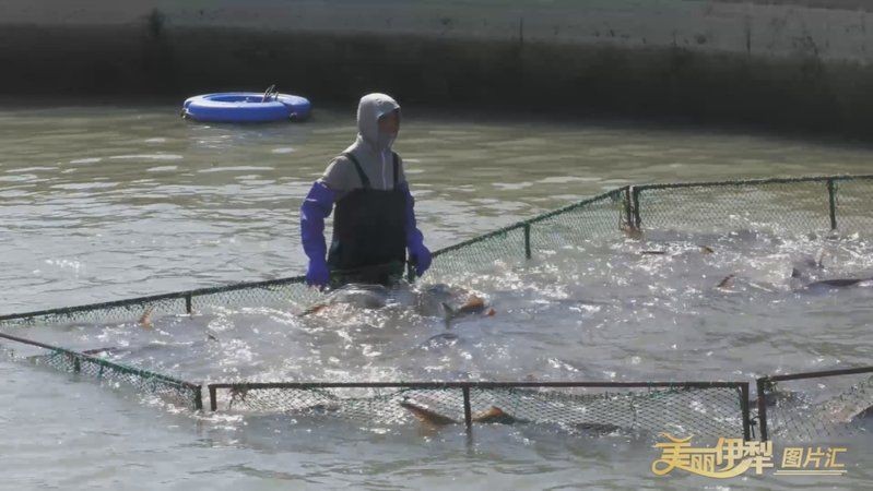 伊犁哈薩克自治州魚缸店