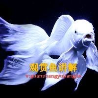 吉印魚缸潛水泵使用步驟詳解