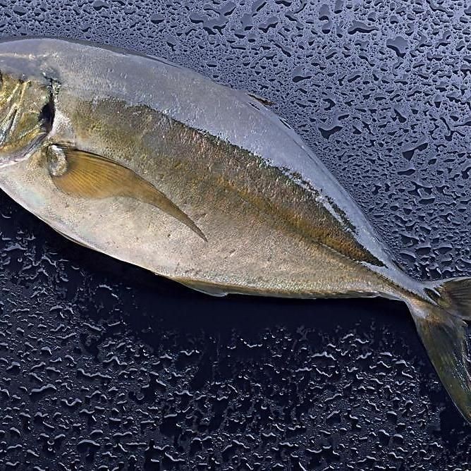 海魚(yú)是什么魚(yú)