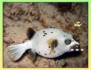 海里狗頭魚品種