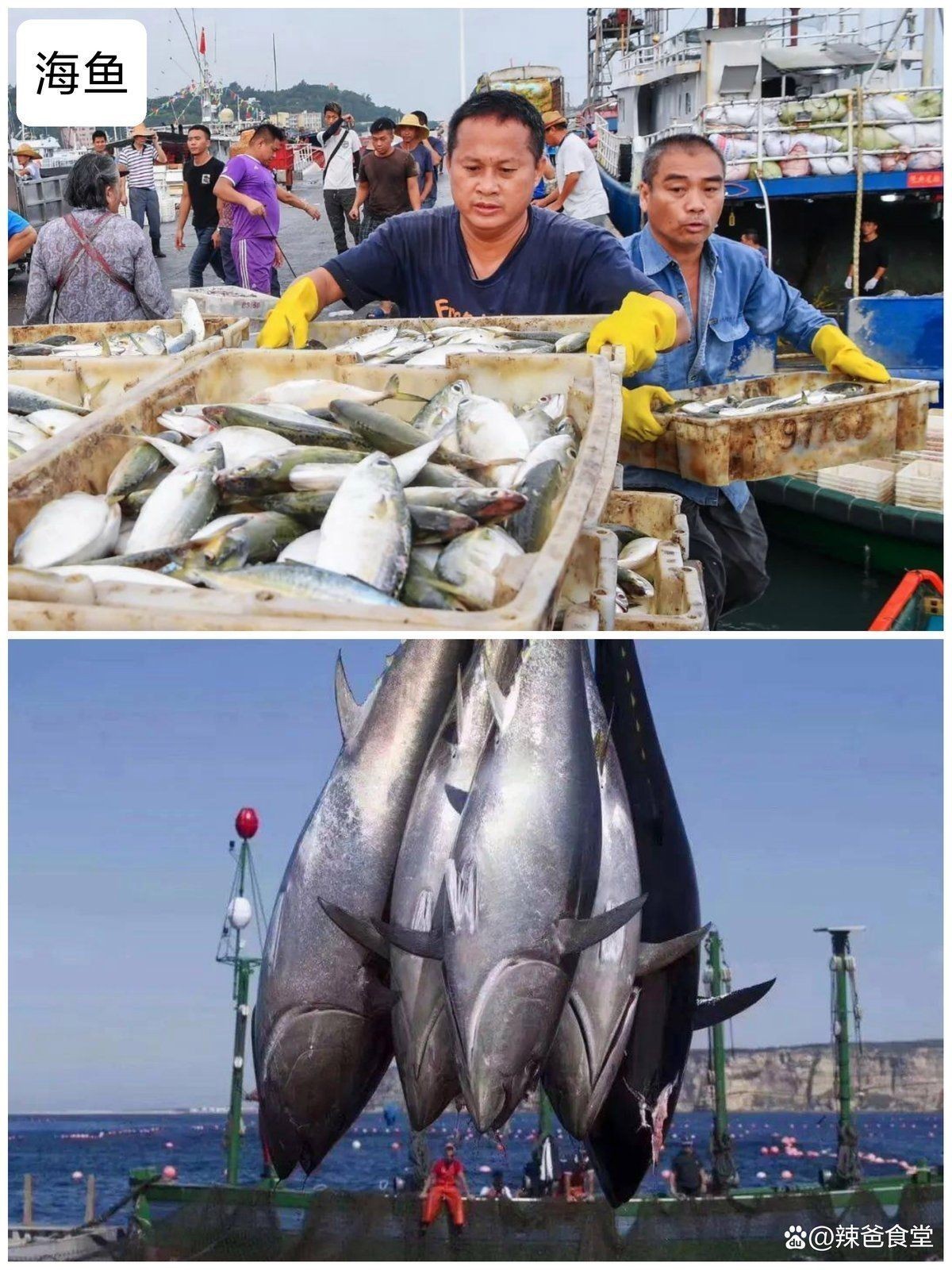 海邊人常吃的40種海魚
