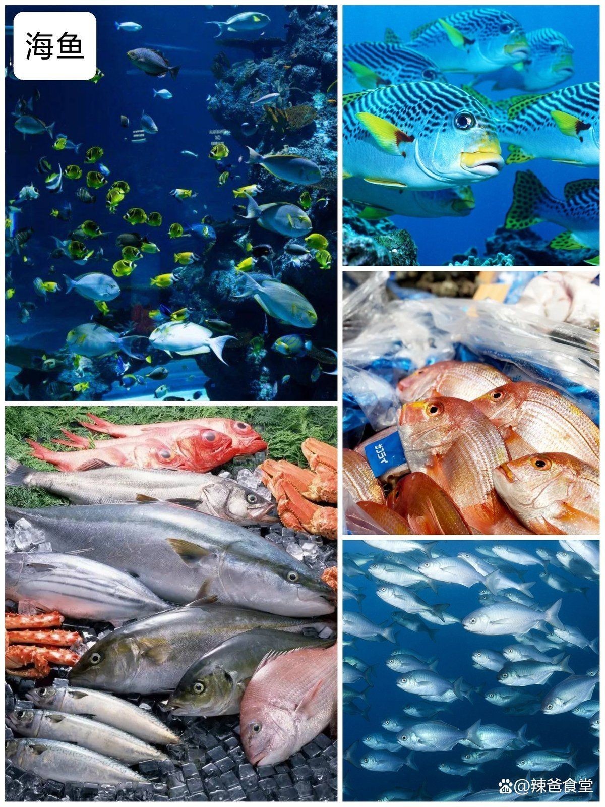海邊人常吃的40種海魚