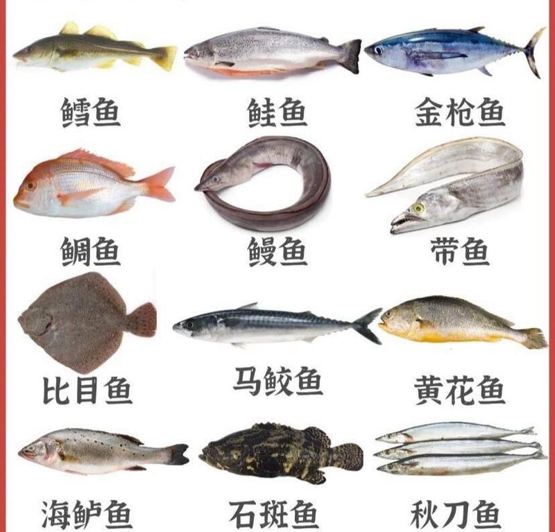 海邊人常吃的40種海魚