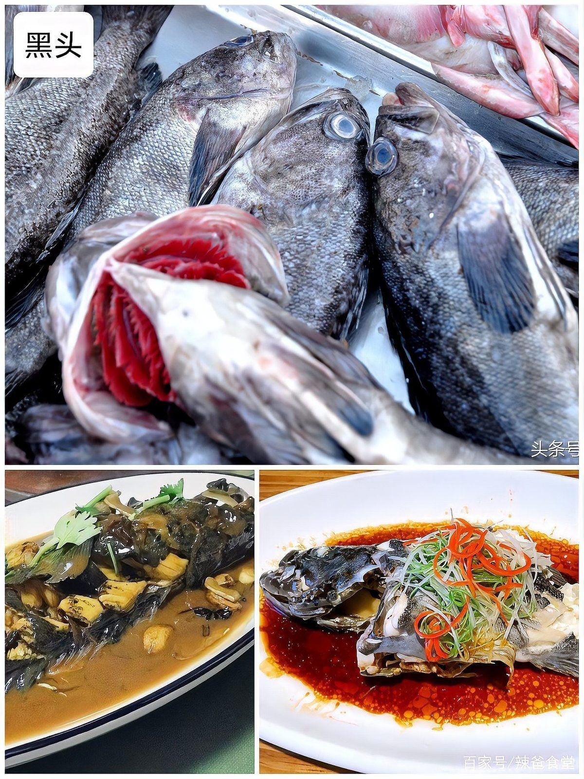 海邊人常吃的40種海魚