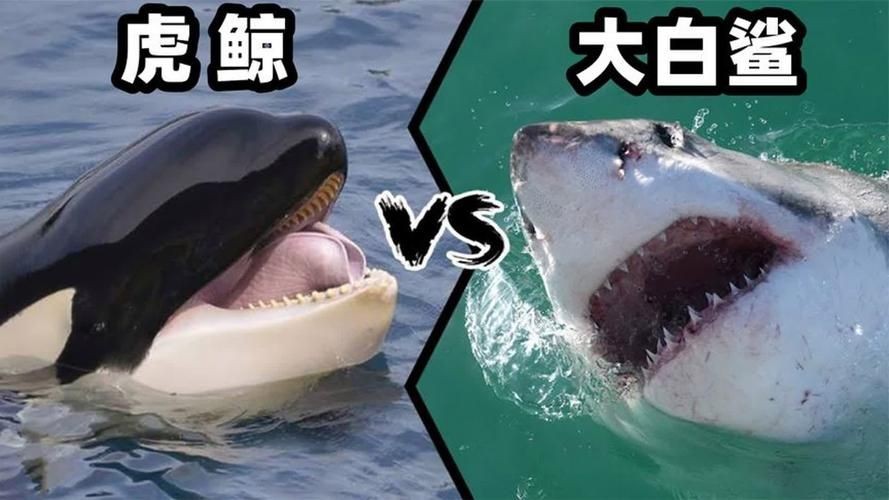 海豚和鯊魚圖片對比
