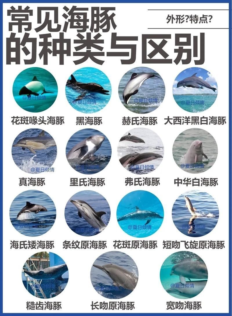 海豚和鯊魚圖片對比